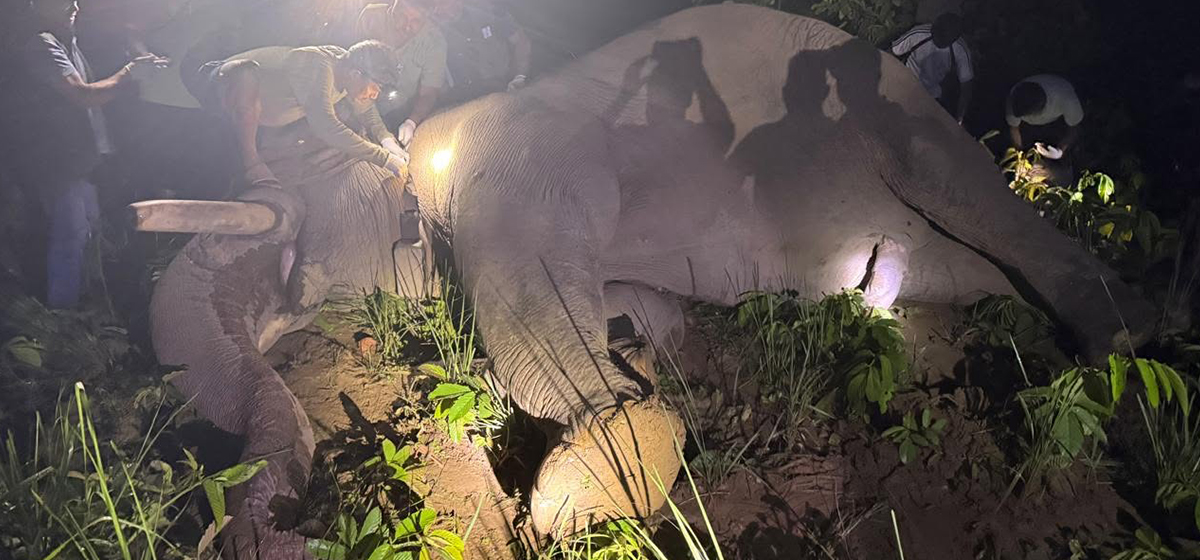Dhrube, the rowdy elephant, tracked within CNP
