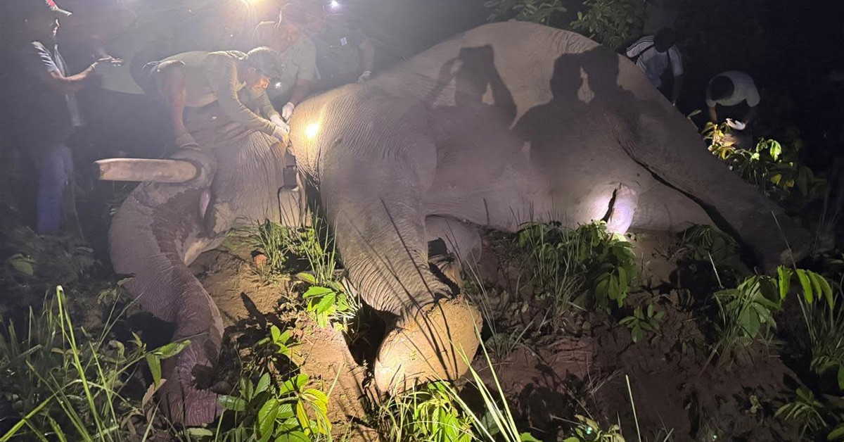 Violent Dhrube elephant released installing radio collar