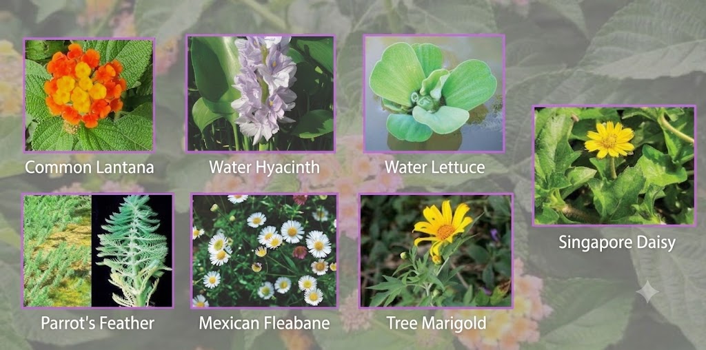 Beauty turned menace: The exotic plants fueling Nepal’s biodiversity crisis