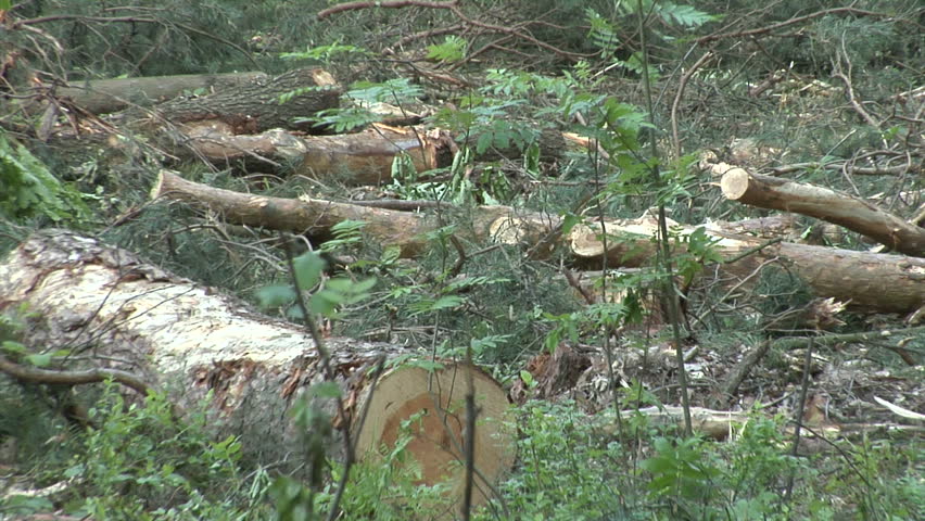 Tree felling commences in Chitwan for Damauli–Bharatpur transmission line