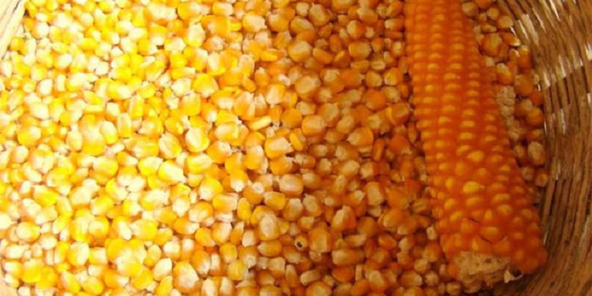 Jhapa records 761,433 metric tons of food grain production
