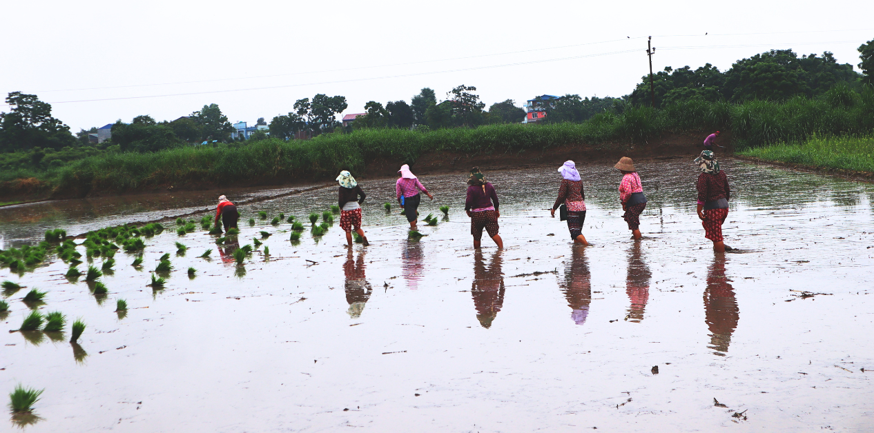Photo story: Monsoon, rice planting, and memories