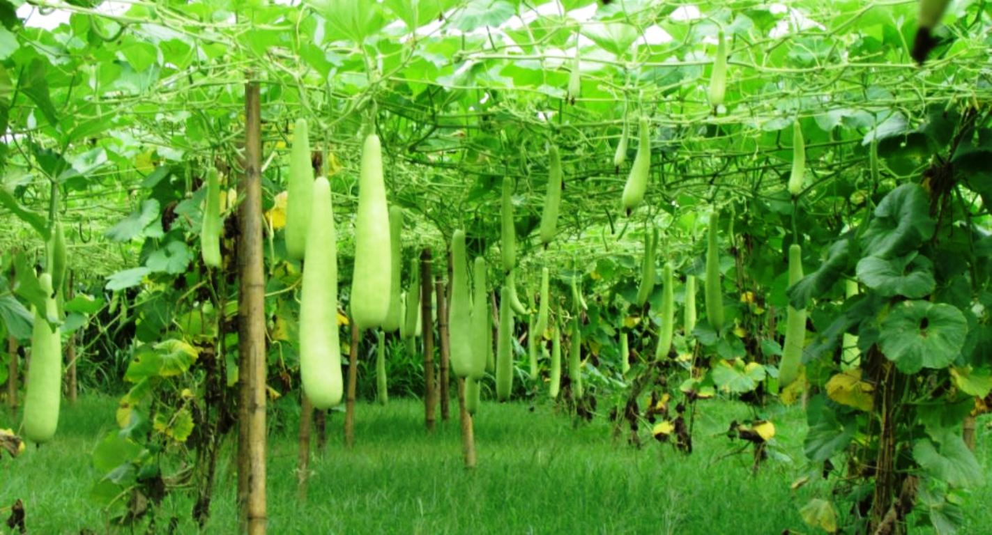Organic sales center opens in Chitwan to connect farmers with consumers